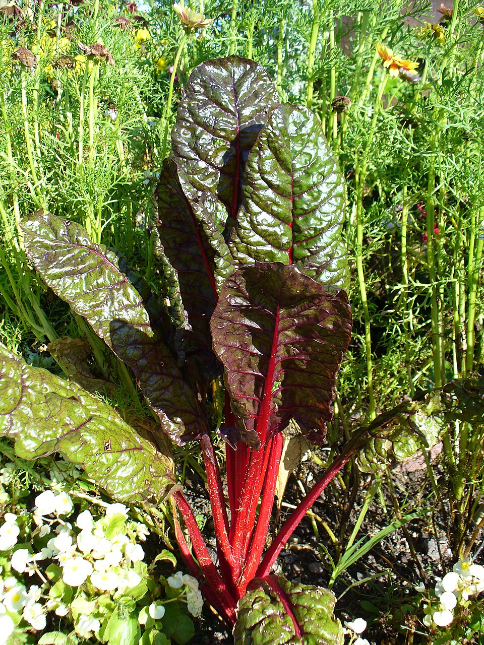 Acelga