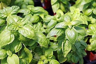 Albahaca