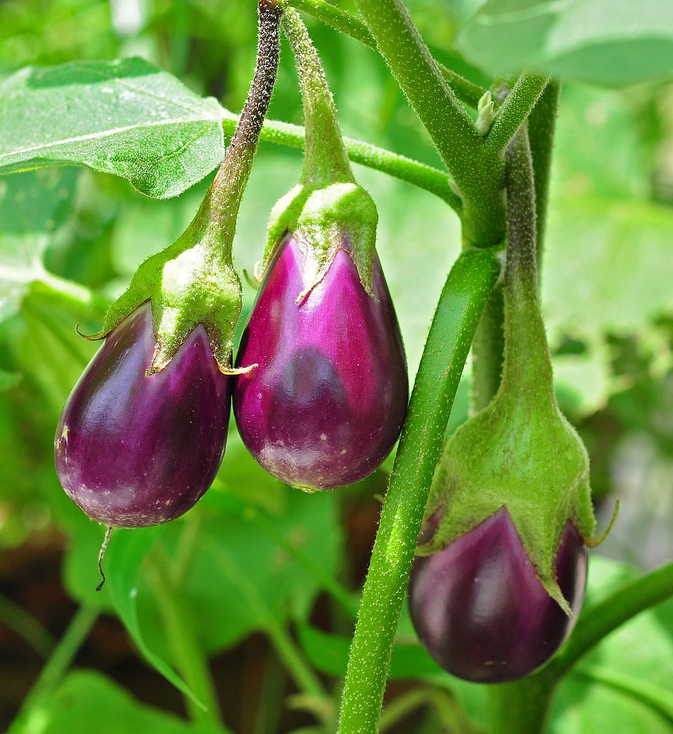 Berenjena