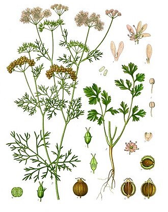 Cilantro