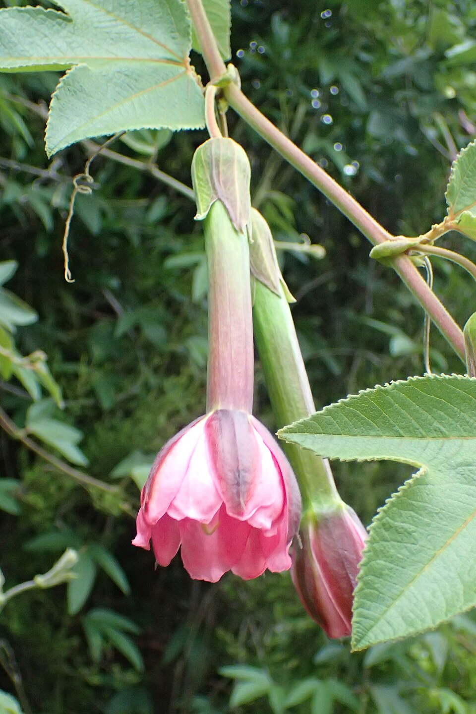 Curuba