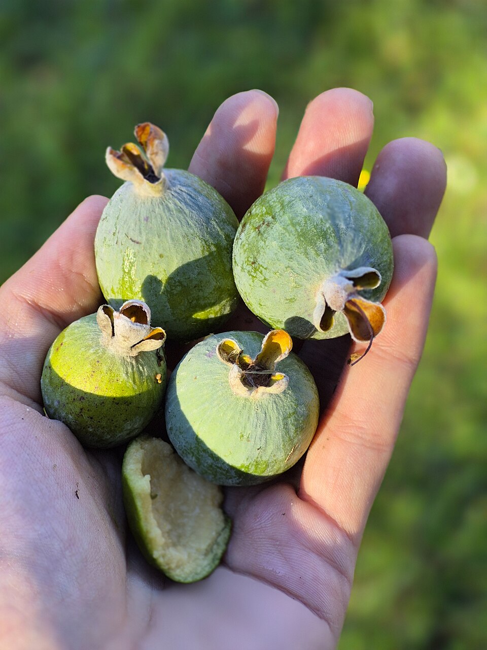 Feijoa