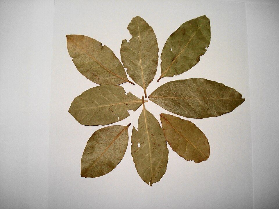 Laurel