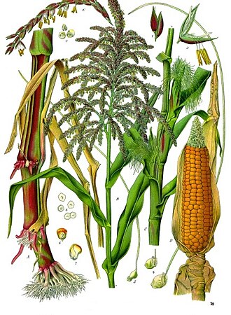 Mazorca Bogotana