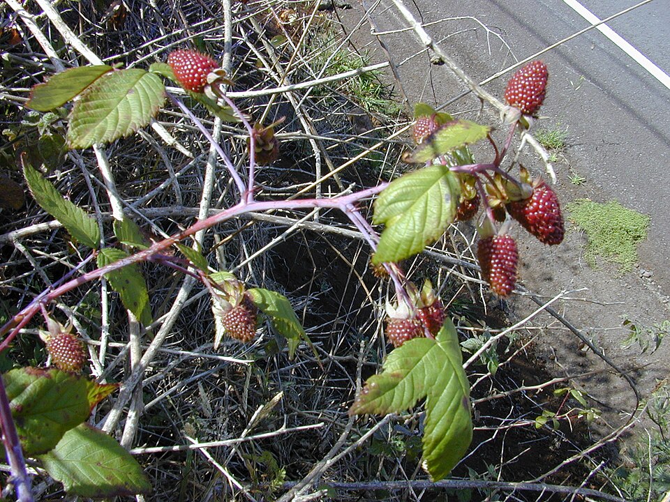 Moras
