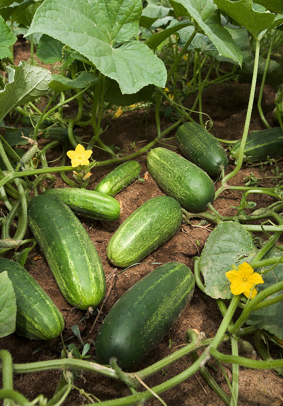 Pepino Cohombro