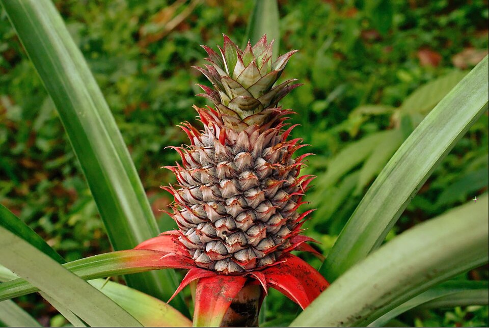 Piña (Kilo)