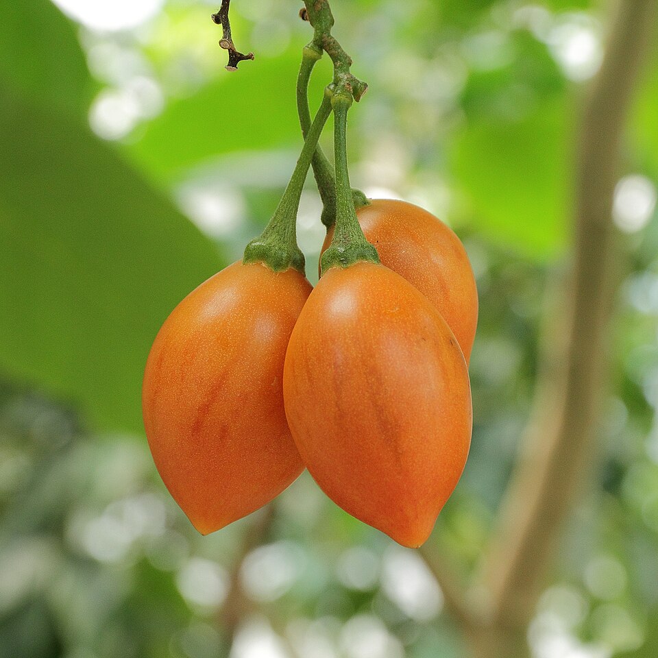 Tomate de Árbol Rojo